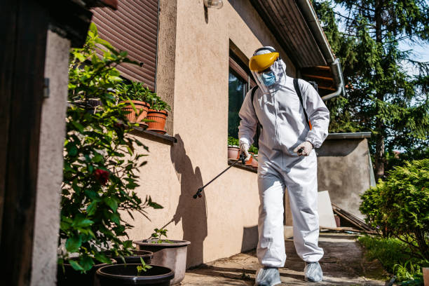 Wasp Removal Services in Canton, MO