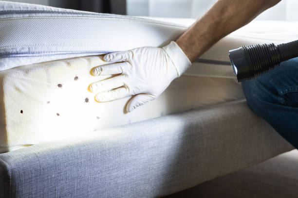 Best Pest Prevention Services  in Canton, MO