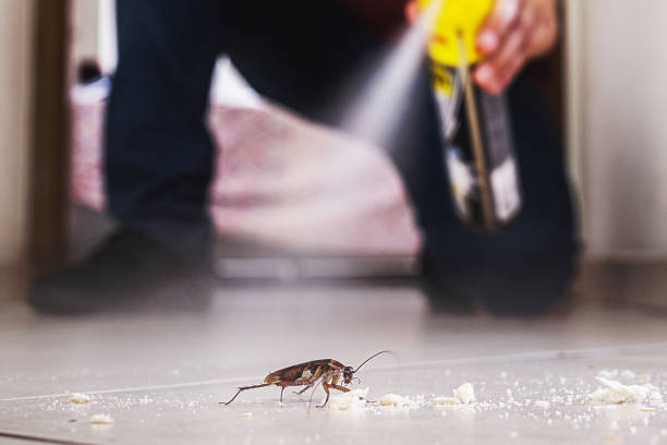 Best Affordable Pest Control Services  in Canton, MO